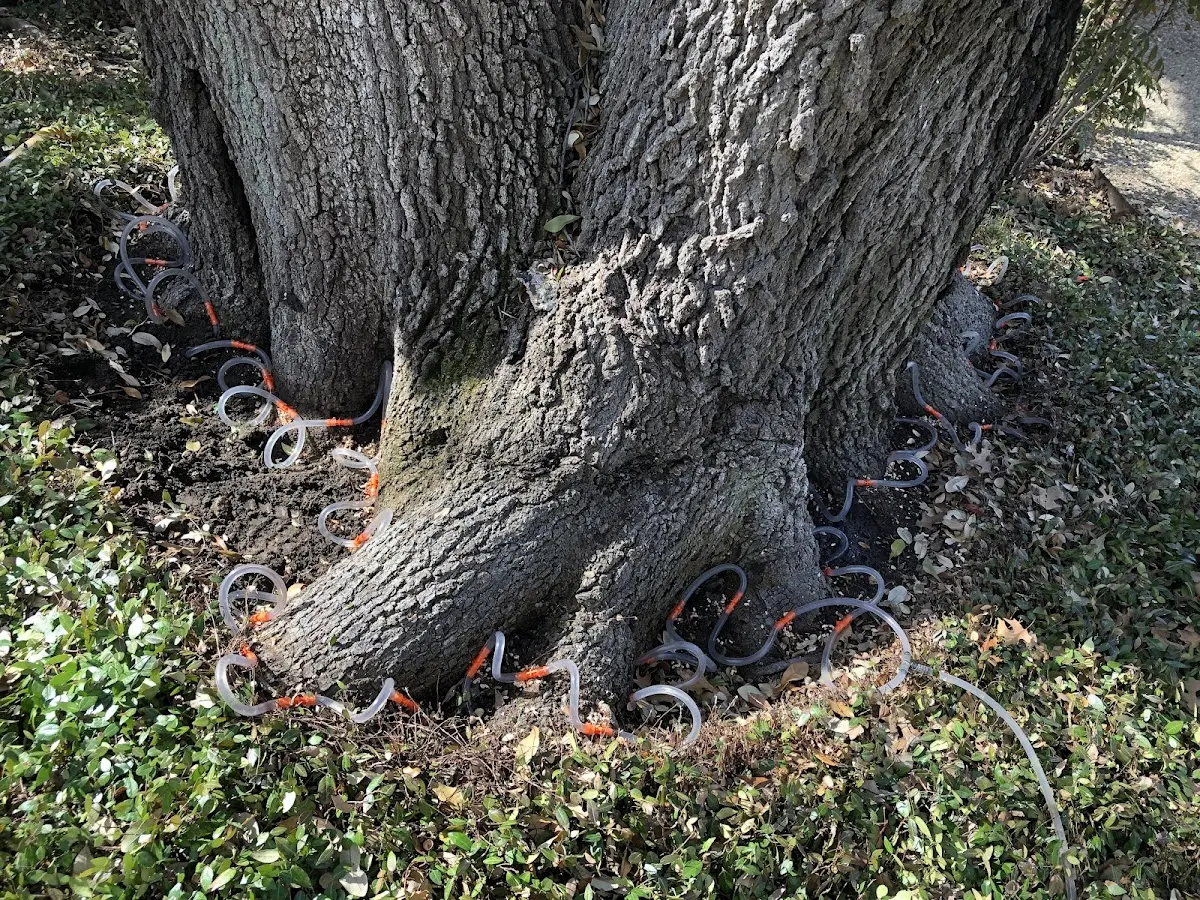 Detailed Tree Cabling and Bracing job site in Hurricane Mills