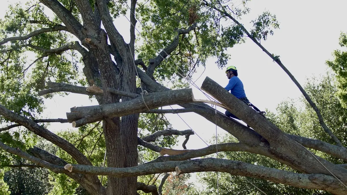 Professional Crown Thinning performed by certified arborists in Hurricane Mills