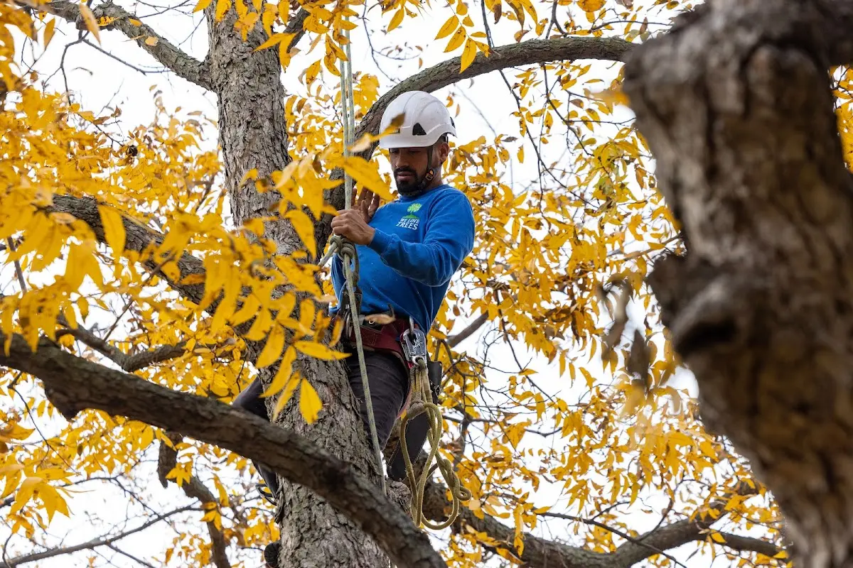 Skilled Tree Pruning crew working in Hurricane Mills