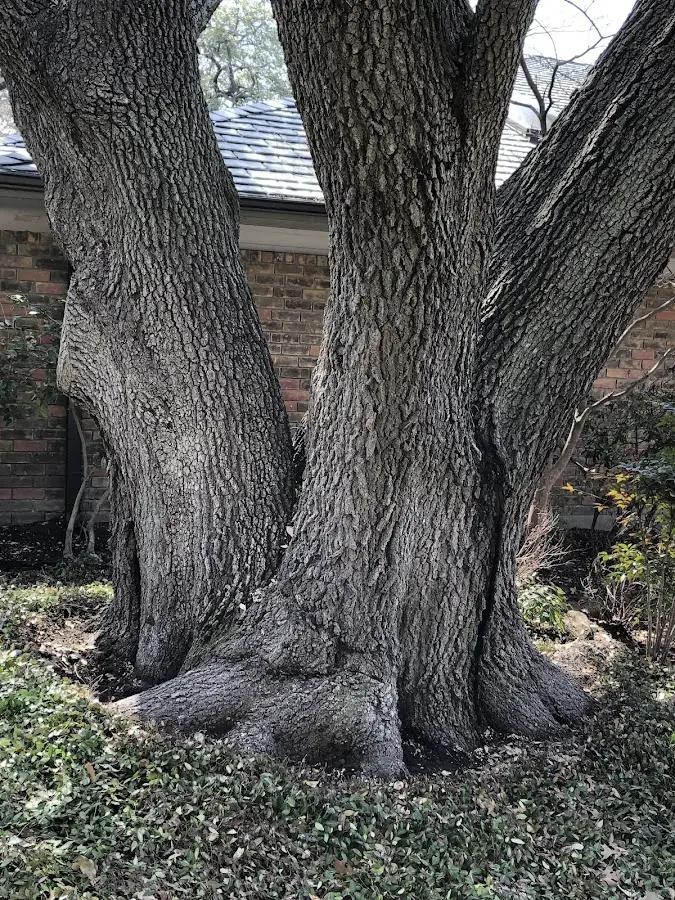 Mature heritage tree close to a Hurricane Mills property cared for by certified arborists